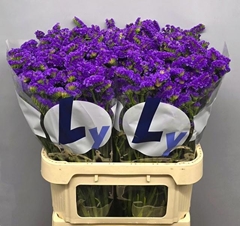 Limonium Sinuatum Crystal Dark Blue 80cm 50gr.