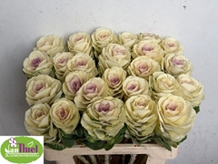 Brassica White Crane 55cm