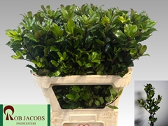 Ilex Leaf Blue Prince 80cm