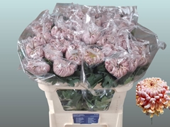Chrysanth Single Vienna Salmon 80cm 90gr.