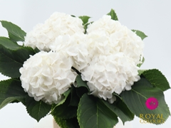 Hydrangea White Verena 60cm 16-18cm Hd