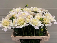 Dahlia Lady Kate 55cm