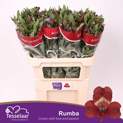 Alstroemeria Rumba 70cm 60gr.