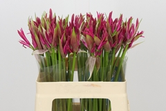 Nerine Favourite 55cm
