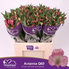 Alstroemeria Avianna 60cm 45gr.