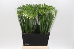 Ornithogalum Thyrsoides 60cm