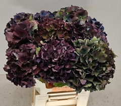 Hydrangea Royal King Classic 50cm 12-14cm Hd