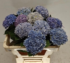 Hydrangea Revolution Blue 50cm 9-11cm Hd