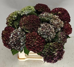 Hydrangea Revolution Classic 40cm 10-12cm Hd