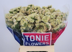 Limonium Sinuatum Apricot Sun Birds 70cm 45gr.