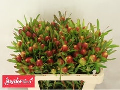 Leucadendron Ayoba Cherry Pearl 50cm Spray
