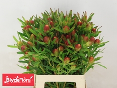 Leucadendron Ayoba Cherry Pearl 60cm Spray