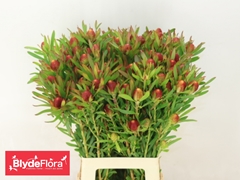 Leucadendron Ayoba Cherry Pearl 70cm Spray