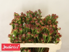 Leucadendron Jubilee Crown 50cm