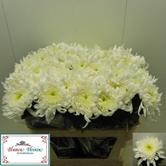 Chrysanth Single Tutu 75cm 90gr.