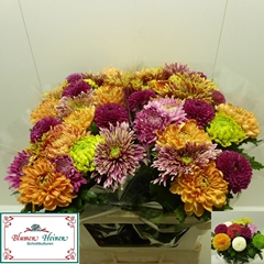 Chrysanth Single Mix 75cm 70gr.