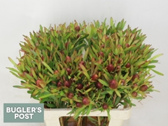 Leucadendron Ayoba Cherry Pearl 60cm Spray