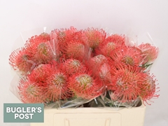 Leucospermum Ayoba Pink 50cm