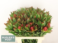 Leucadendron Ayoba African Sky 60cm