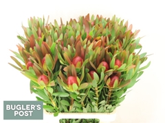 Leucadendron Ayoba African Sky 70cm