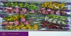 Cymbidium Mini Mix 60cm