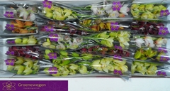 Cymbidium Mini Mix 40cm