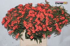 Euphorbia Fulgens Spray Marielle 80cm 15cm Hd