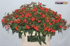 Euphorbia Fulgens Spray Red Surprise 80cm 10cm Hd