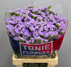 Limonium Sinuatum Tonie Lavender 70cm 70gr.