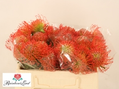 Leucospermum Succession 30cm