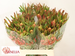 Leucadendron Ayoba Cherry Pearl 60cm Spray