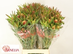 Leucadendron Ayoba Cherry Pearl 70cm Spray