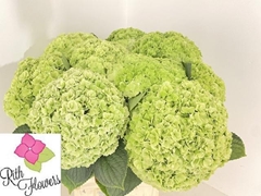 Hydrangea Royal Highness Classic 50cm 16-18cm Hd
