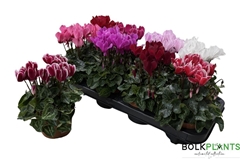 Cyclamen Super Serie Compact 10Ø 22cm