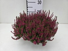 Calluna Garden Girls Franca 23Ø 25cm