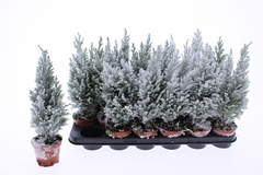 Chamaecyparis Ellwoodii 9Ø 36cm