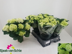 Hydrangea Hi Hailstone 14Ø 40cm 7bl