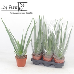 Aloe Vera 14Ø 55cm
