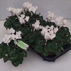Cyclamen Super Serie Allure 10Ø 27cm