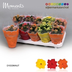 Kalanchoe Double Mix 10Ø 23cm