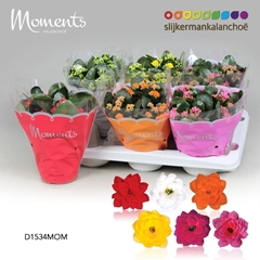 Kalanchoe Double Mix 15Ø 26cm