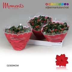 Kalanchoe Double Secret Red 23Ø 28cm
