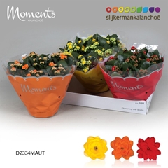 Kalanchoe Double Mix 23Ø 25cm