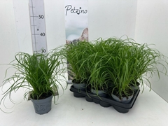 Cyperus Zumula 12Ø 29cm