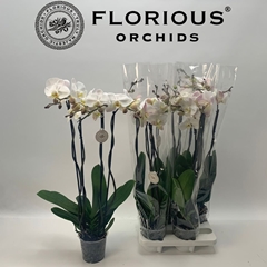 Phalaenopsis White 15Ø 95cm 4st