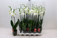 Phalaenopsis Snow Compass 12Ø 70cm 2st