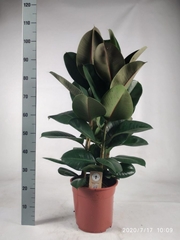Ficus Robusta 27Ø 115cm