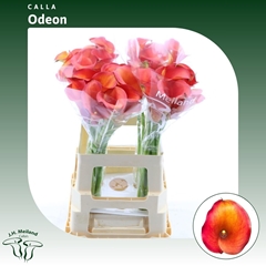 Zantedeschia Captain Odeon 65cm