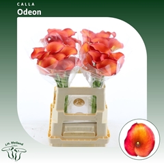 Zantedeschia Captain Odeon 60cm