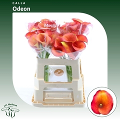 Zantedeschia Captain Odeon 55cm